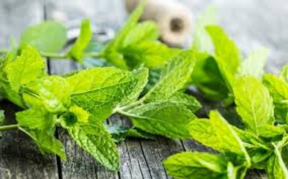 Picture of mint